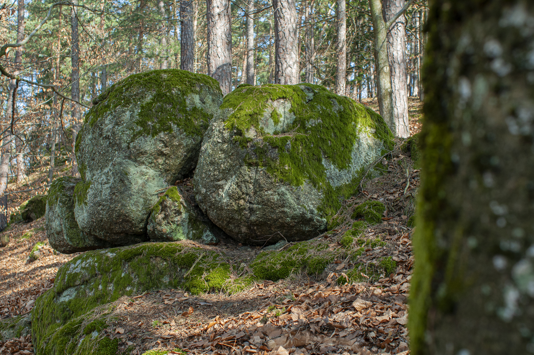 boulders in the woods