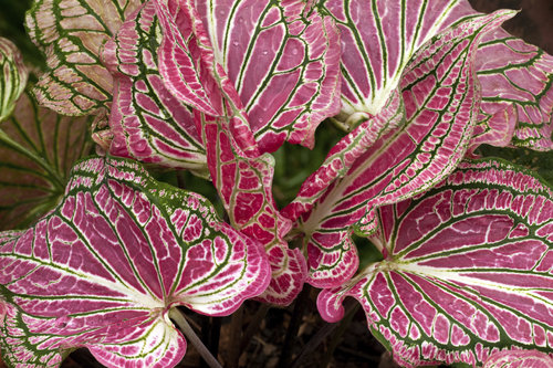 caladium