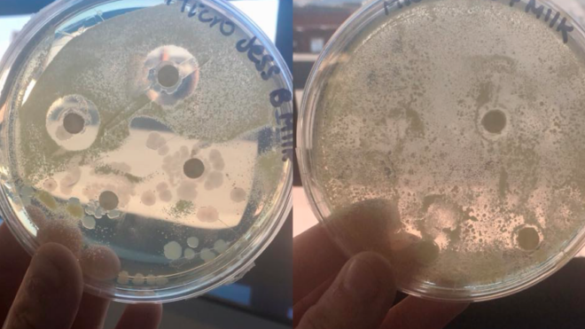 Breast milk and formula experiment