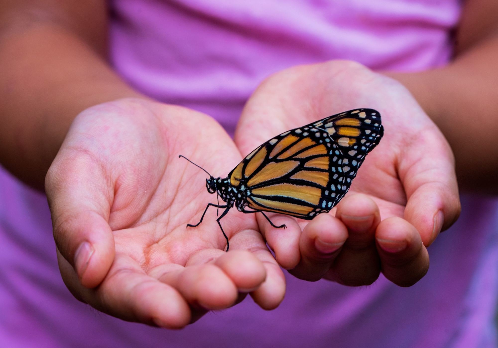 girl holding butterfly