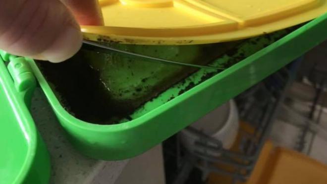 mold in lunch box