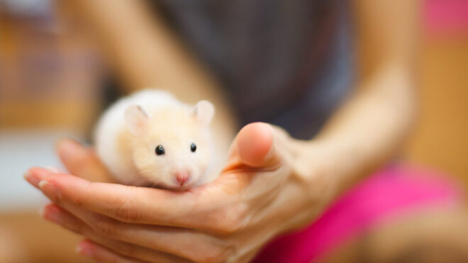 Hamster