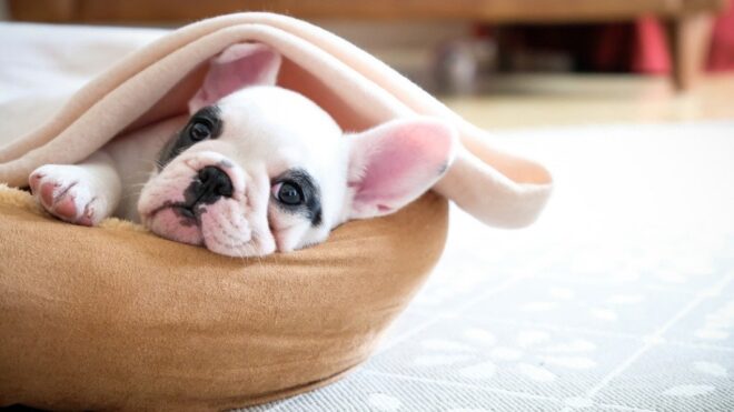 best dog names