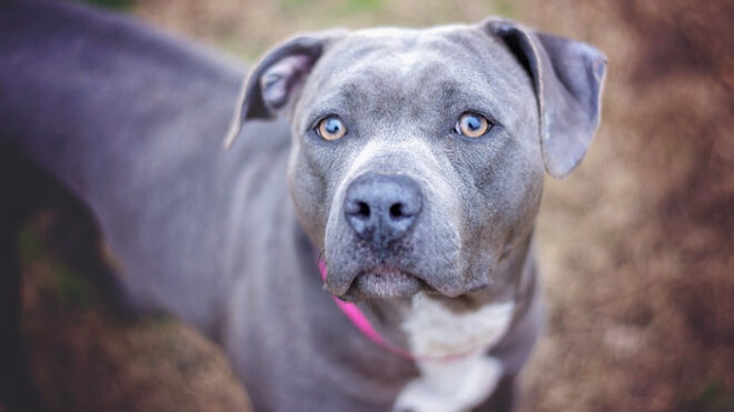 pit bull