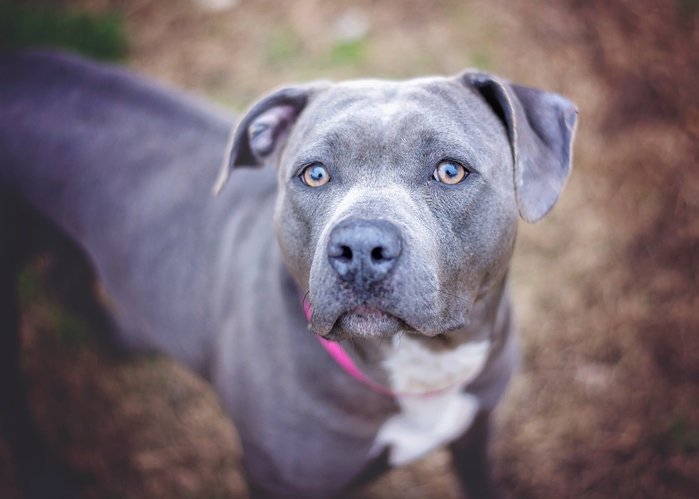pit bull