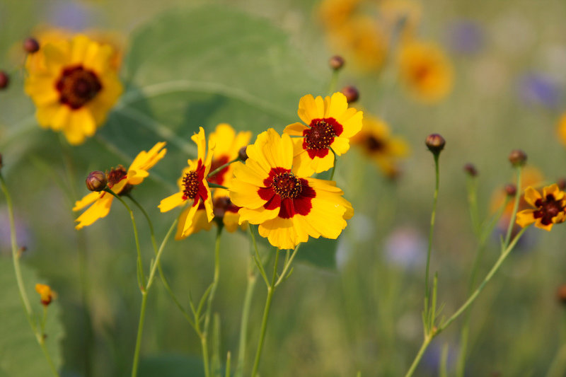 The 16 Best Perennials   Annuals for Your Garden - 16