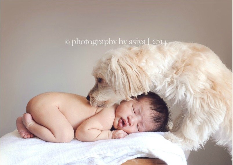 10 Lovable Newborns Photographed With Their Family Pet  PHOTOS  - 60