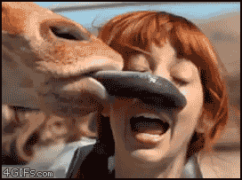 img-of-media-slide-rv-1658-6949.gif