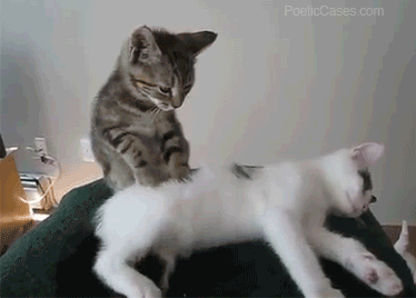 img-of-media-slide-rv-2720-11254.gif