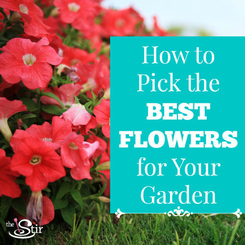 picture of flowers in a garden