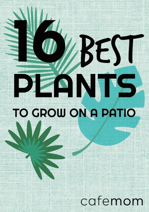 best patio plants