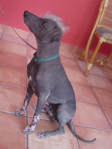 Xolo Dog