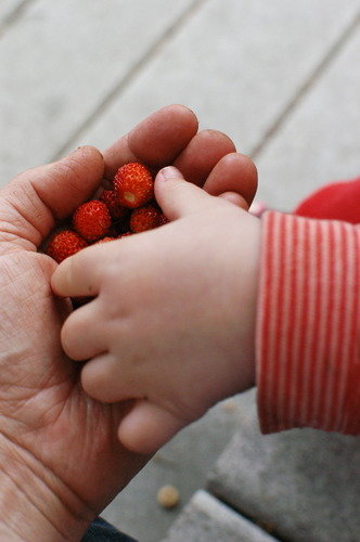 strawberries