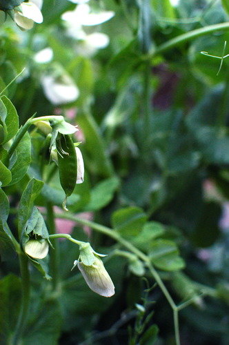 peas