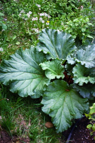 rhubarb