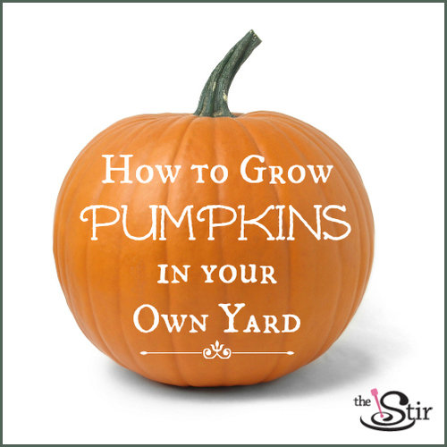 pumpkin pin