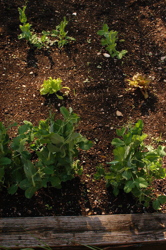 vegetable starts
