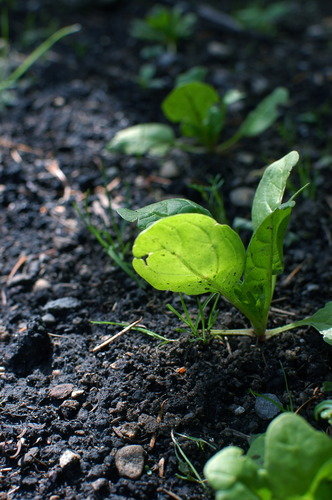 spinach