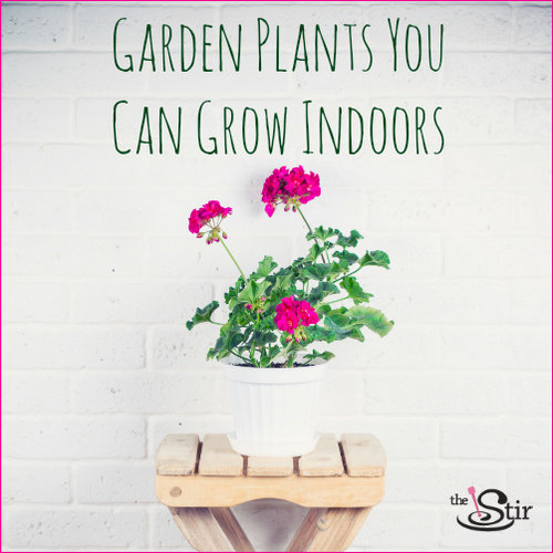 garden plants as house plants