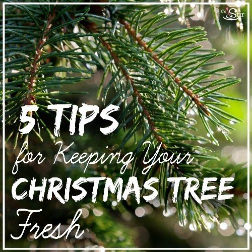 tree fresh