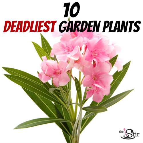 deadly oleander plant