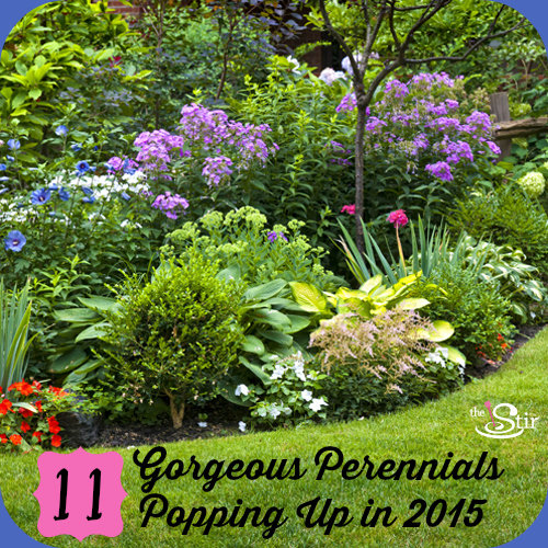 perennials