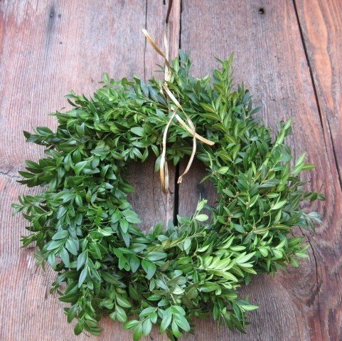 boxwood mini wreath