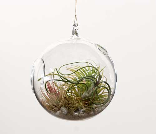 terrarium tillandsia air plant ornament