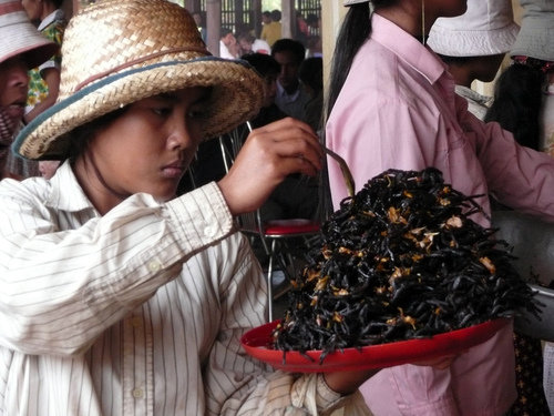 fried tarantula