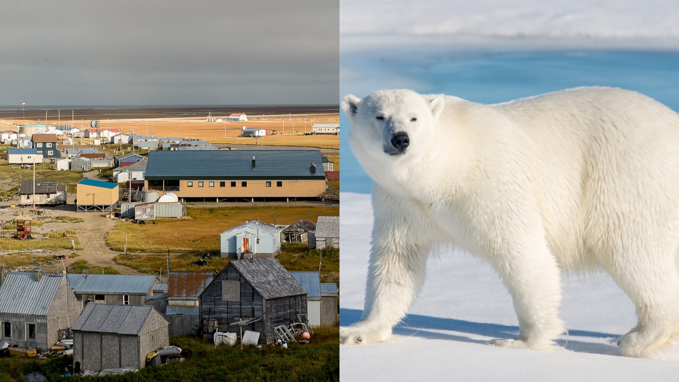Kingikmiut School Alaska polar bear.