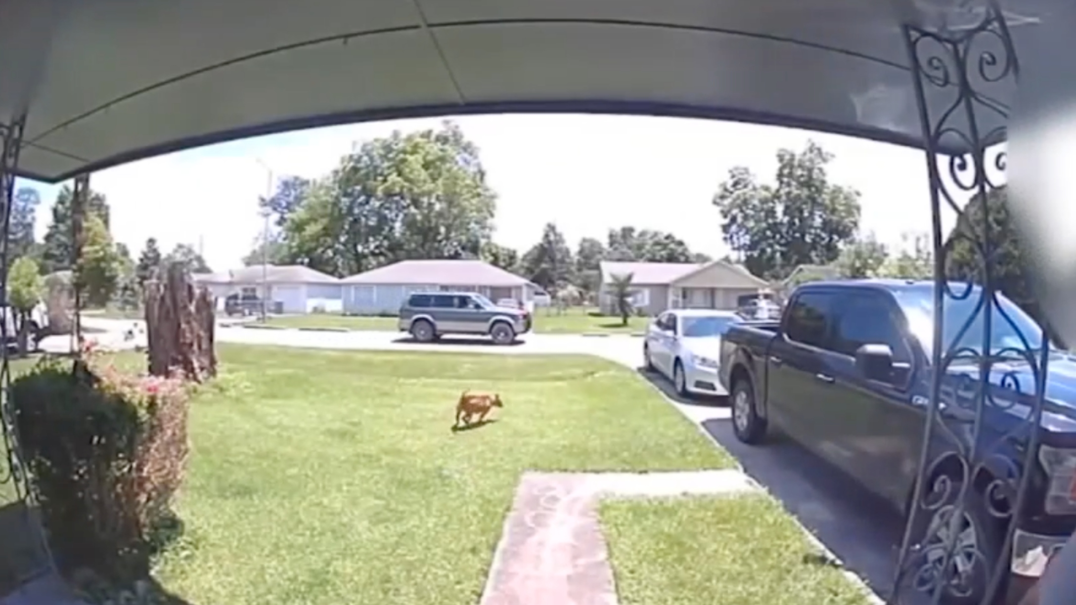 Ring doorbell footage