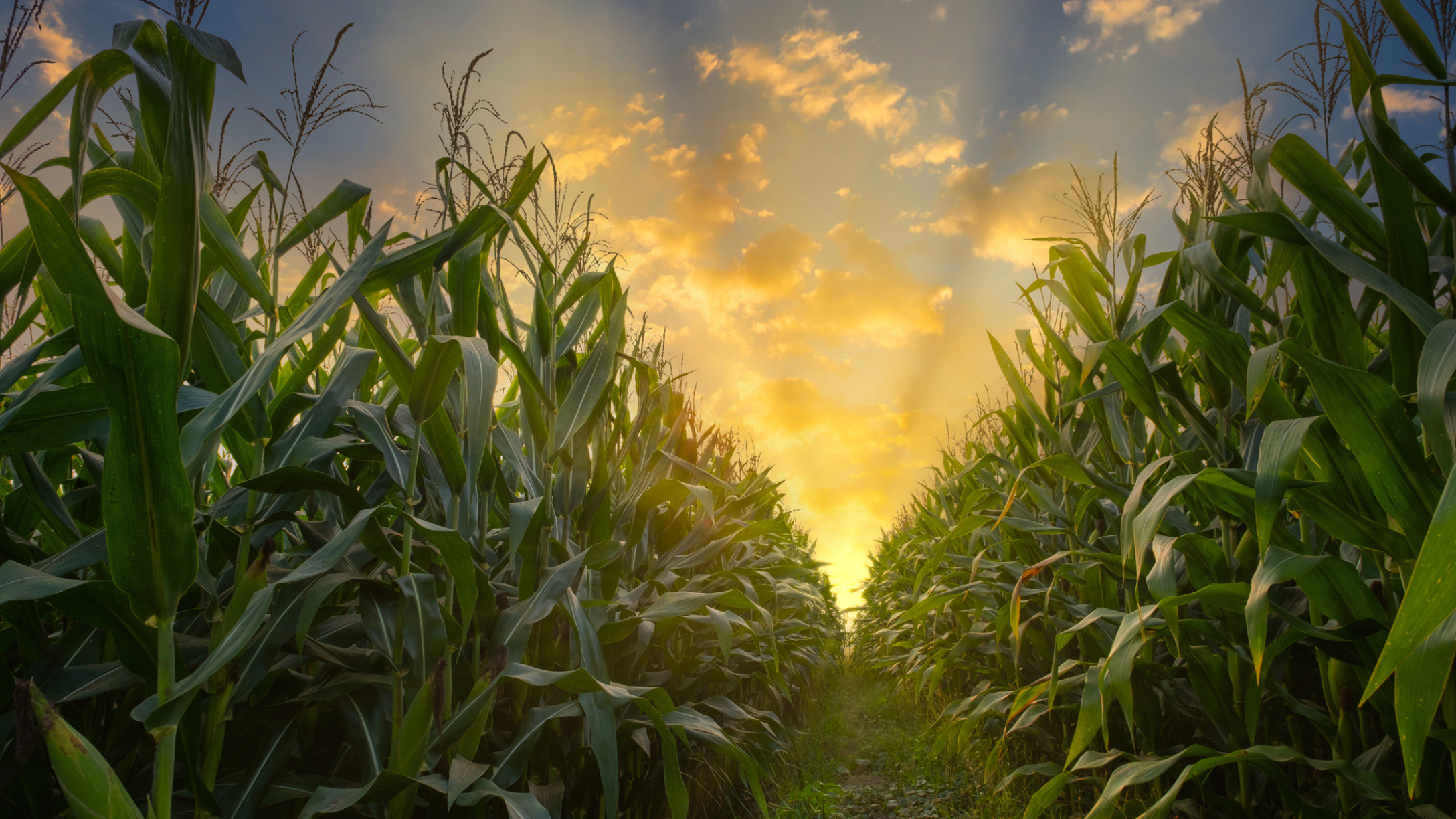 Cornfield