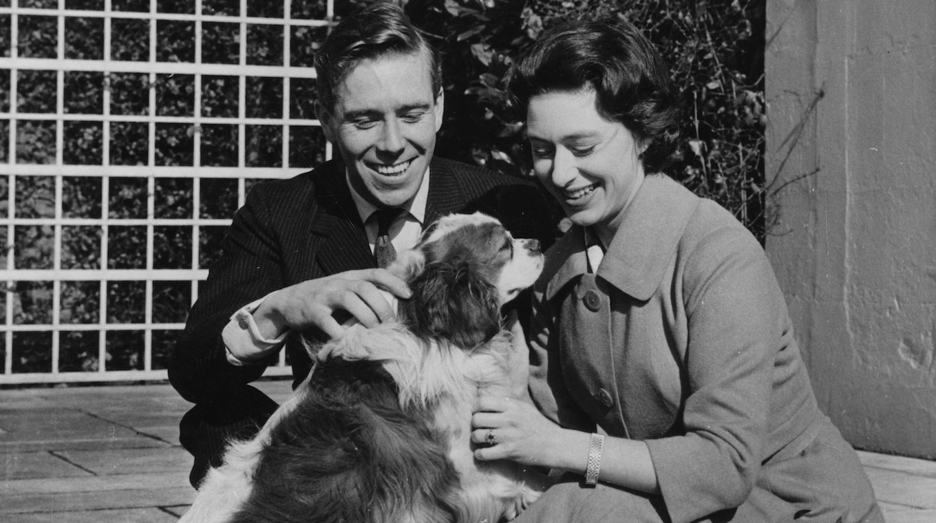Dog Stroking
