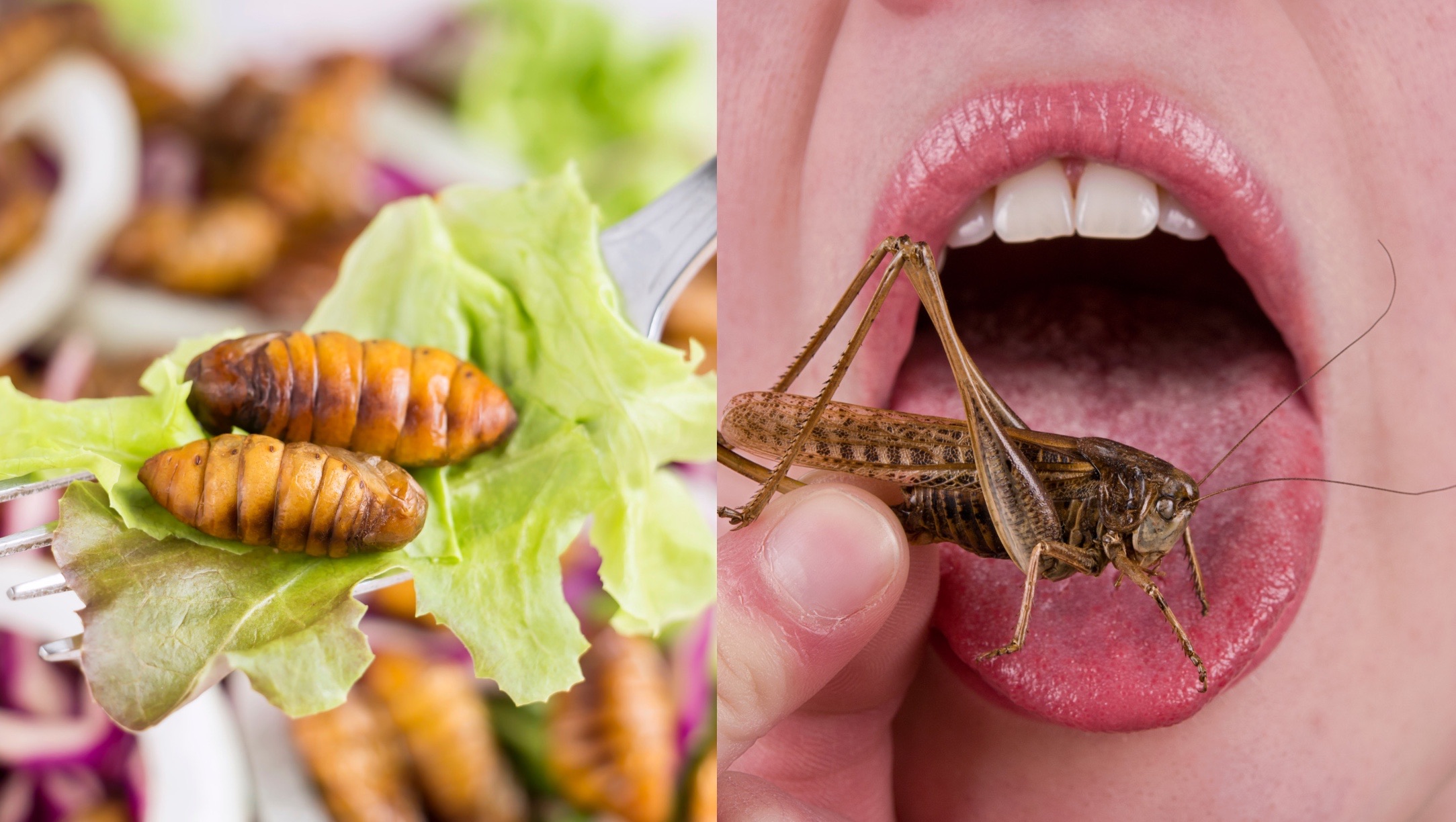 Delicious Bugs