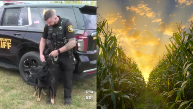 side by side of K-9 Bane and his police partner in front of police car and a cornfield with a path at sunrise