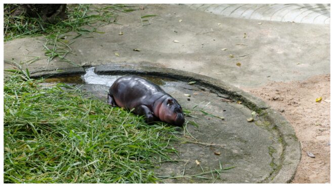 a pygmy hippopotamus