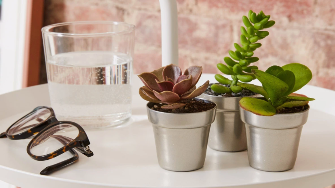 Succulent Assortment