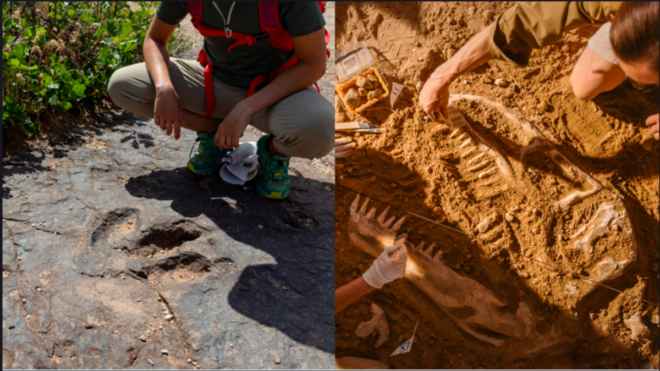 t rex find north dakota