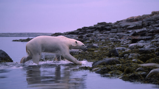 polar bear walking