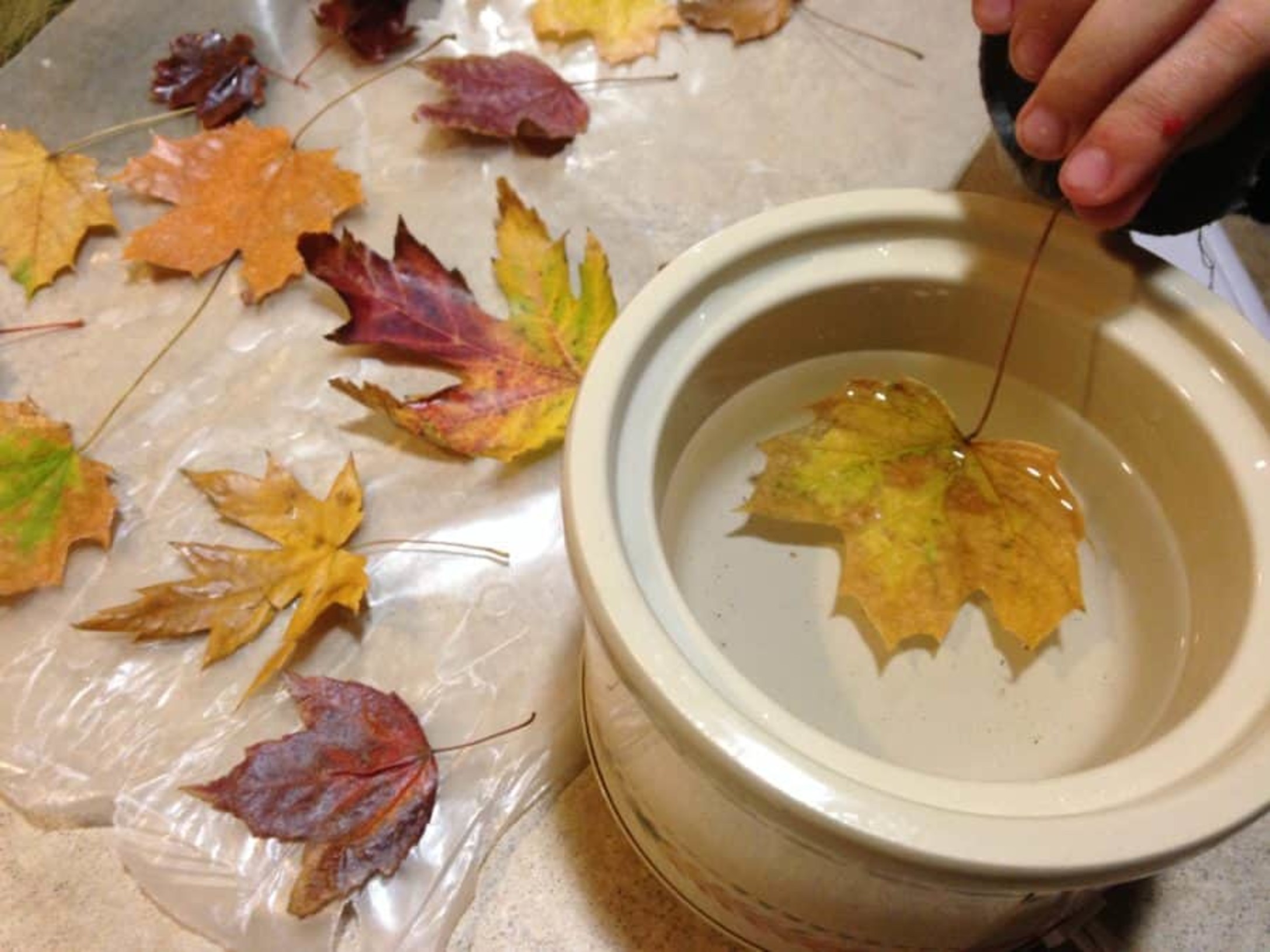 Wax_dipped_leaves-1.jpg