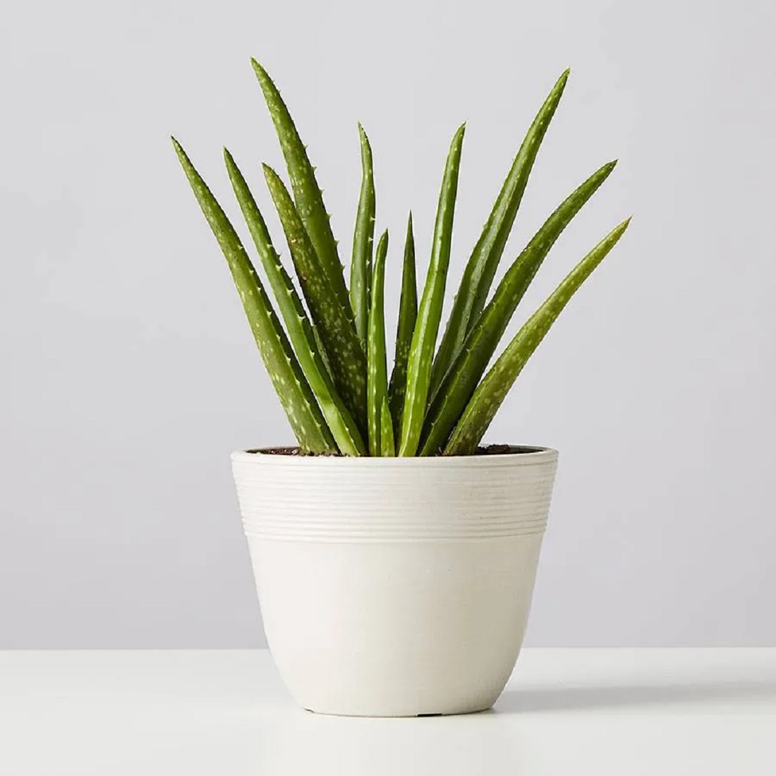 aloe.jpg