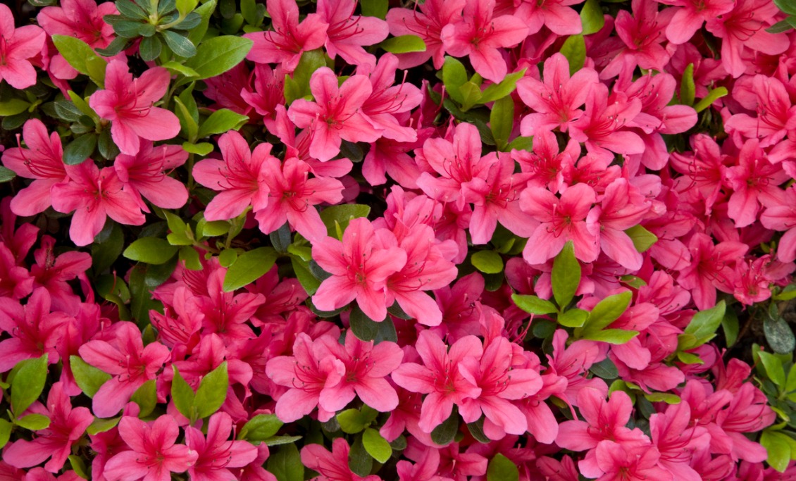 azalea-picture-id157400500.jpg