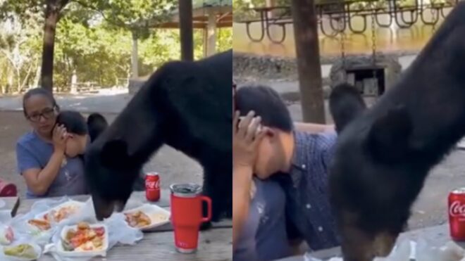 bear encounter mexico birthday