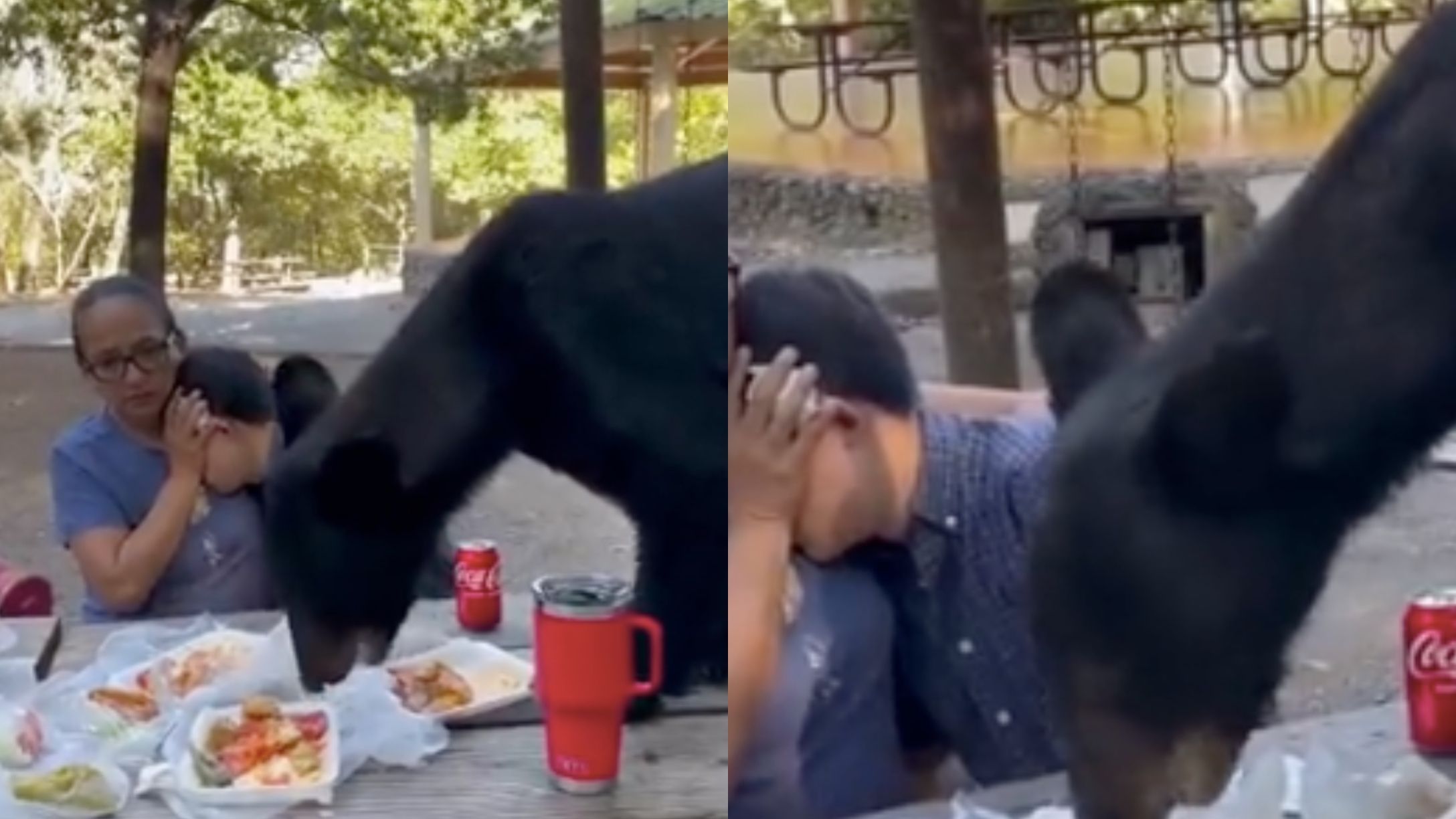 bear encounter mexico birthday