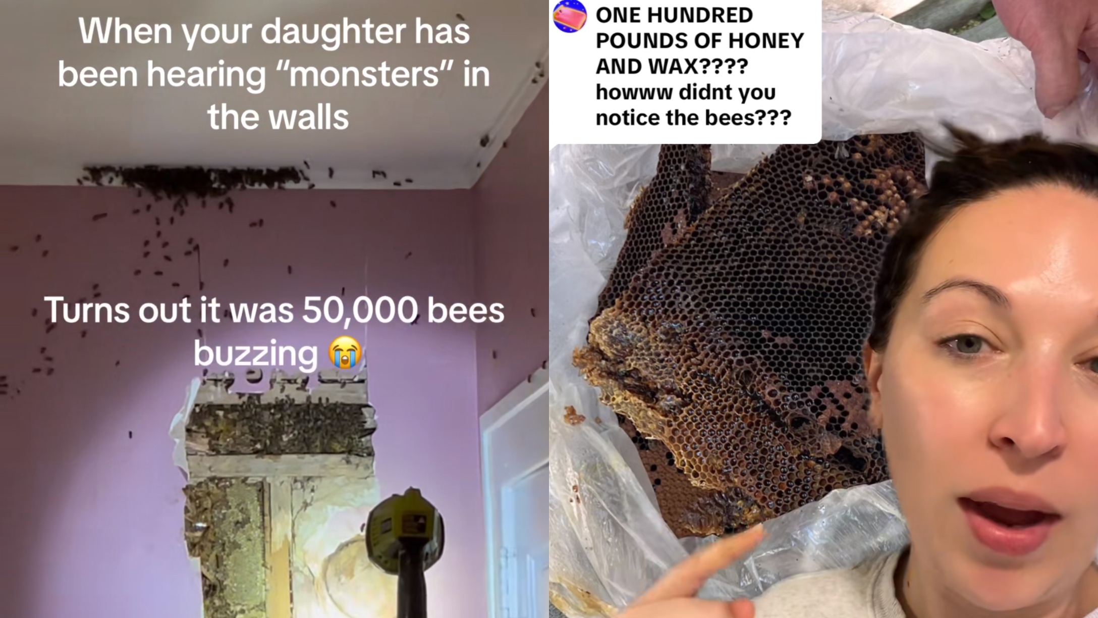 Ashley Class bees in walls