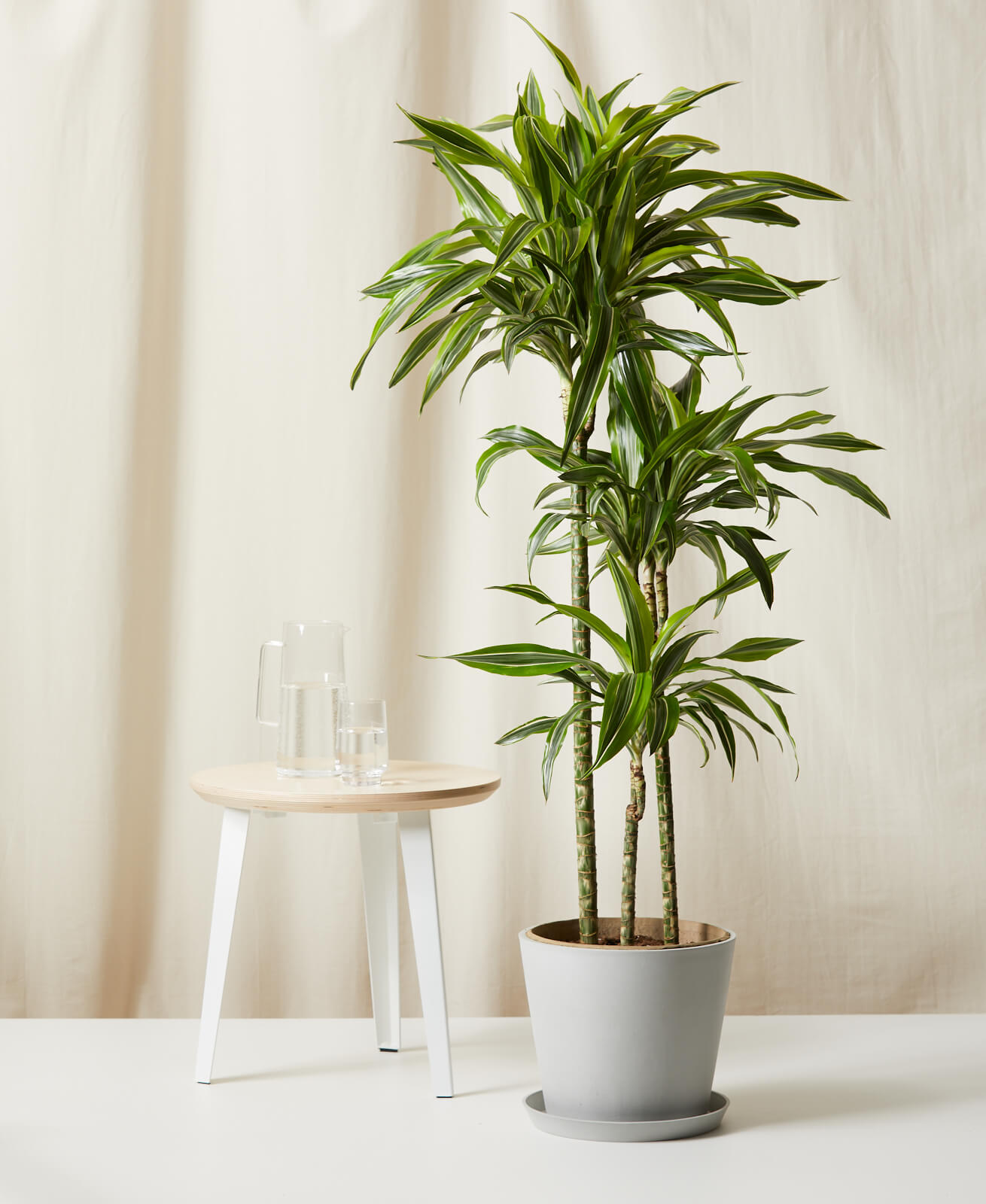 bloomscape_dracaena-gold-lemon-lime_stone.jpg