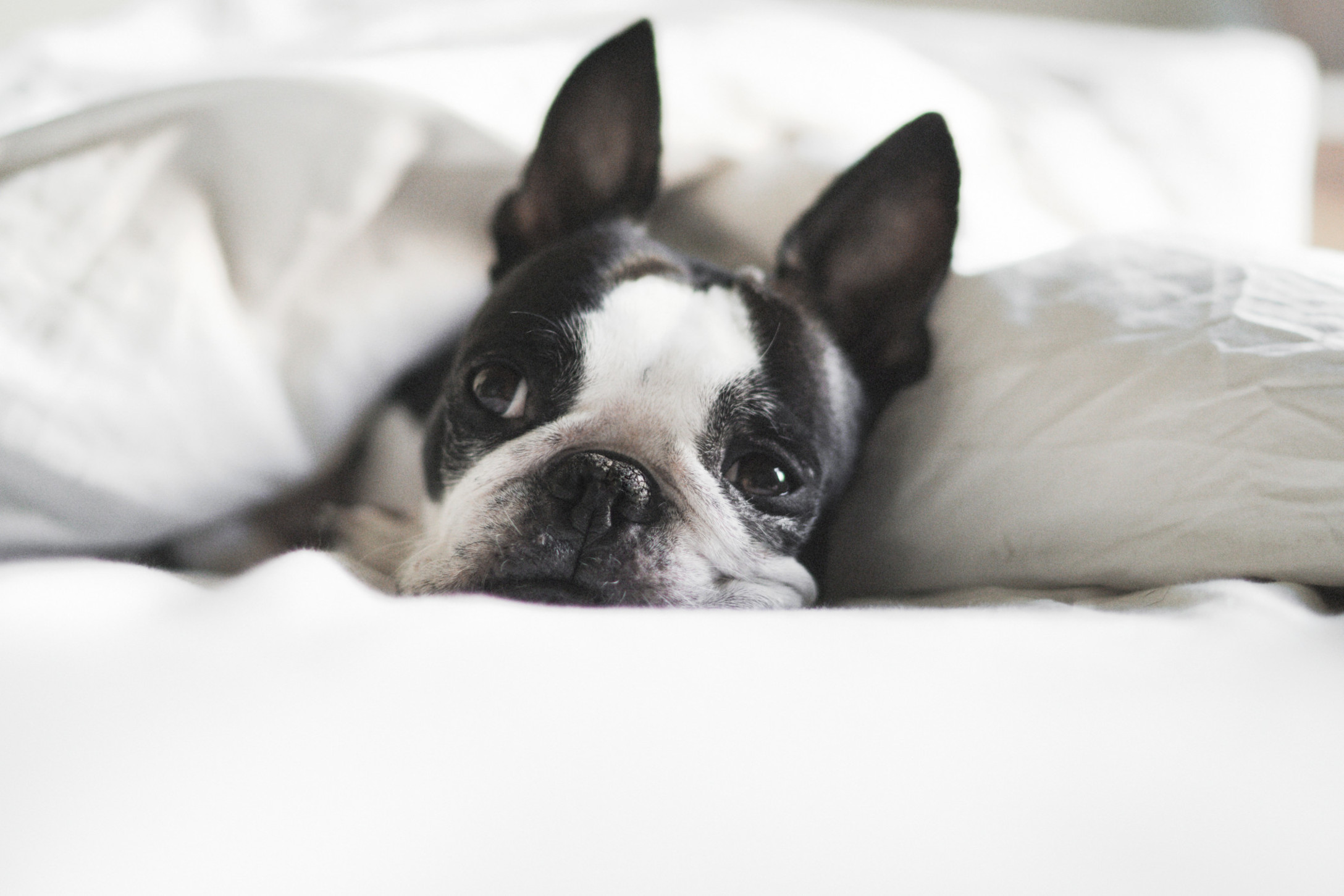boston-terrier-lazy-in-bed_t20_oEbWPk.jpg