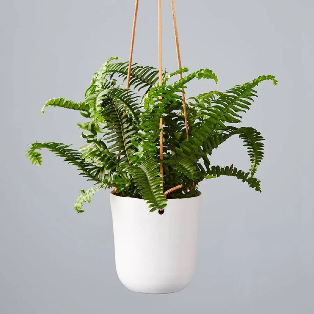 boston_fern.jpg