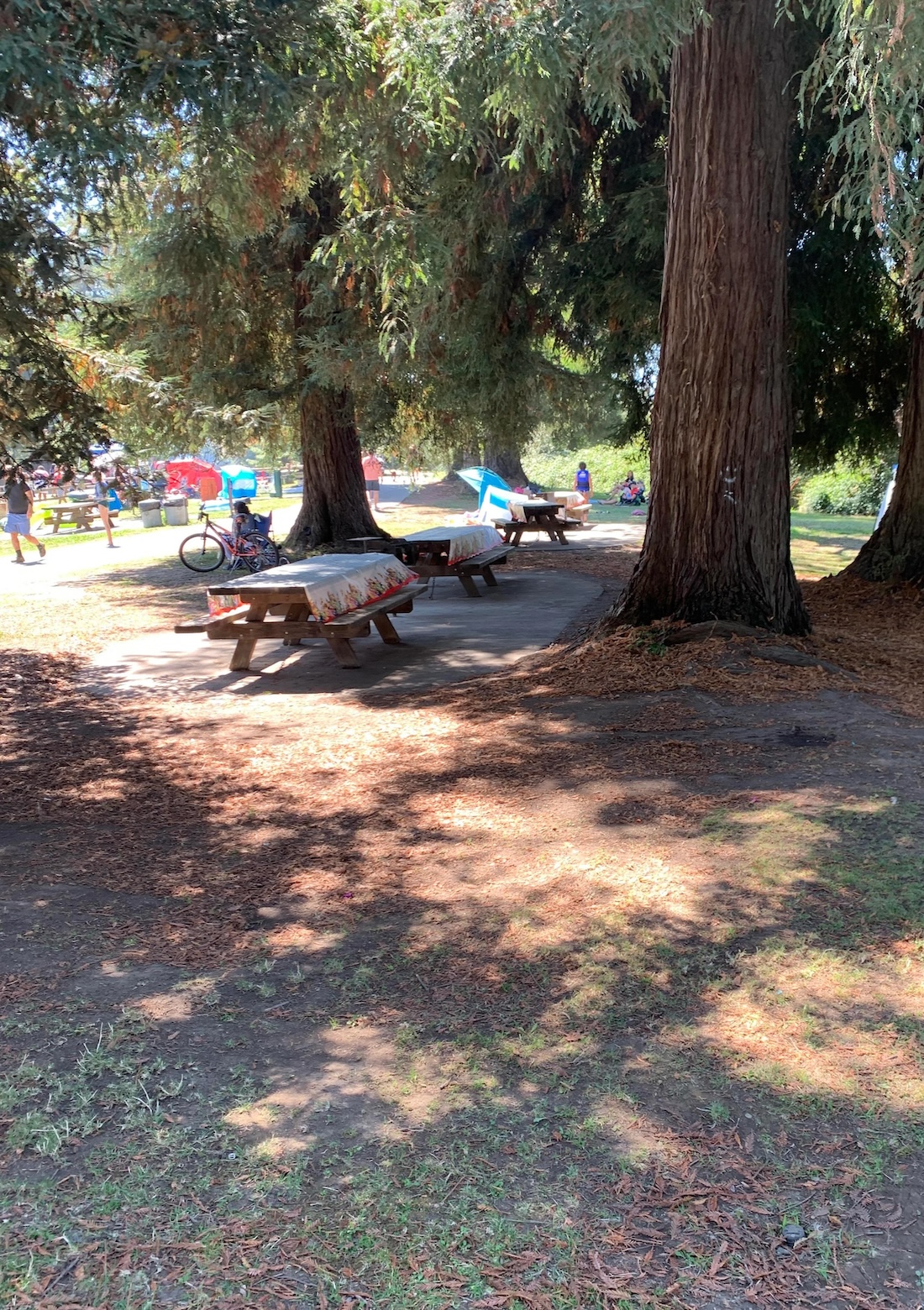 busy-park-wide-shot.jpeg