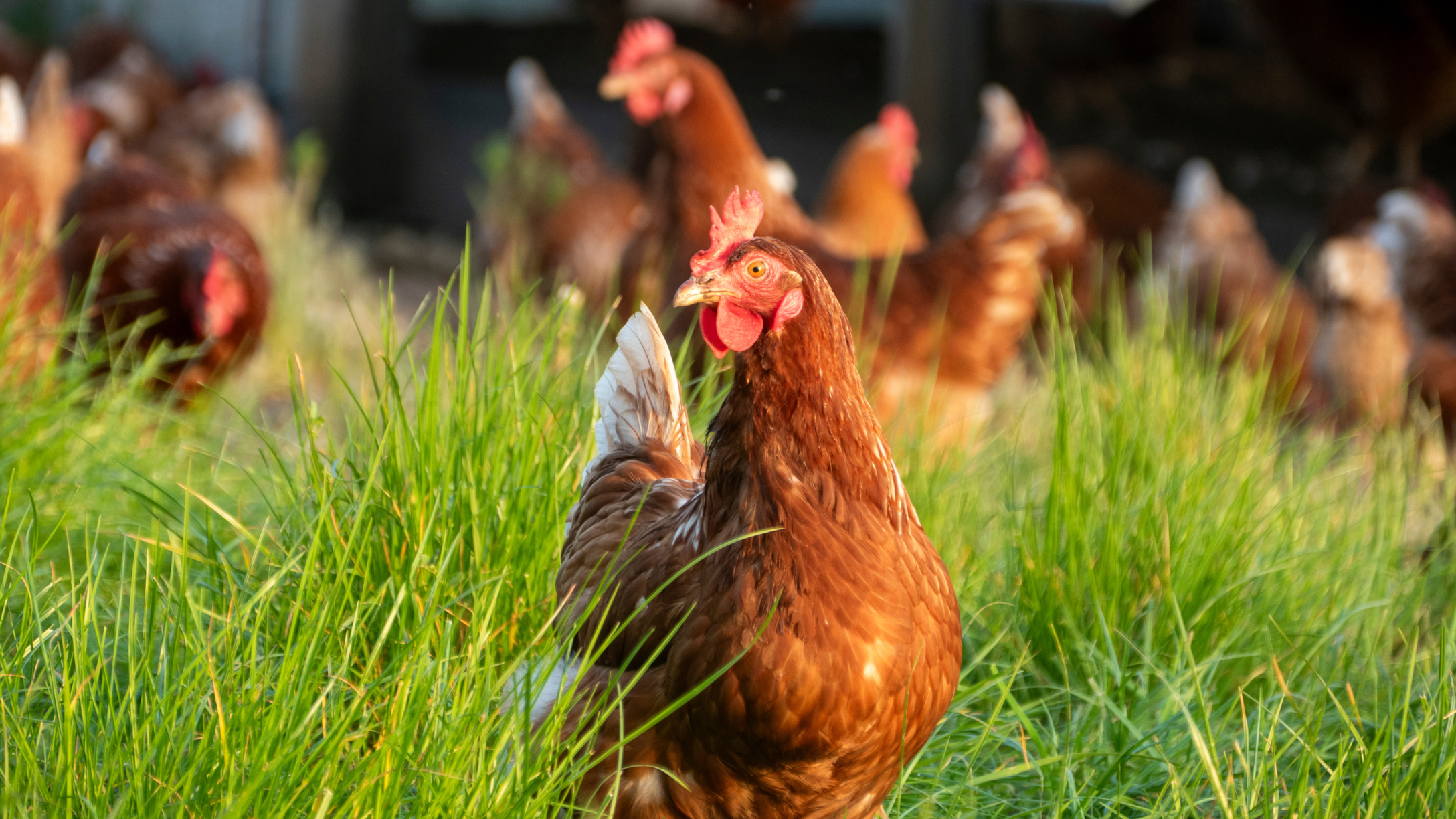 chicken